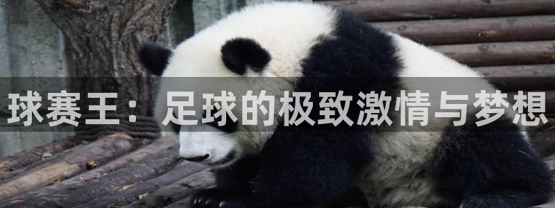 意昂4注册地址：球赛王：足球的极致激情与梦想